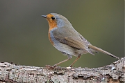 Filename=Roodborst-20130306g8007X1A5105a.jpg
Filesize=331KiB
Dimensions=800x600
Date added=Mar 06, 2013 Roodborst-20130306g8007X1A5105a.jpg