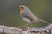 Roodborst-20130306g8007X1A5105a.jpg