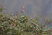 Filename=Roodborst-20131102g8007X1A9211a.jpg
Filesize=383KiB
Dimensions=800x600
Date added=Nov 02, 2013 Roodborst-20131102g8007X1A9211a.jpg
