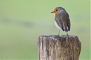 Filename=Roodborst-20131109g8007X1A9288b.jpg
Filesize=306KiB
Dimensions=800x600
Date added=Nov 10, 2013 Roodborst-20131109g8007X1A9288b.jpg