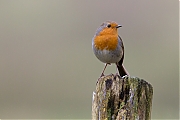Filename=Roodborst-20140301g8007X1A0764a.jpg
Filesize=300KiB
Dimensions=800x600
Date added=Mar 01, 2014 Roodborst-20140301g8007X1A0764a.jpg
