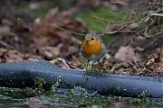 Filename=Roodborst-20141126g10247X1A2402a.jpg
Filesize=482KiB
Dimensions=1024x768
Date added=Nov 26, 2014 Roodborst-20141126g10247X1A2402a.jpg