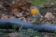 Filename=Roodborst-20141126g10247X1A2404a.jpg
Filesize=526KiB
Dimensions=1024x768
Date added=Nov 26, 2014 Roodborst-20141126g10247X1A2404a.jpg