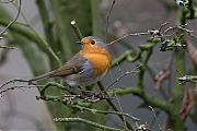 Filename=Roodborst-20141126g10247X1A2406a.jpg
Filesize=495KiB
Dimensions=1024x768
Date added=Nov 26, 2014 Roodborst-20141126g10247X1A2406a.jpg