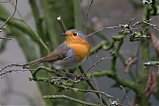 Roodborst-20141126g10247X1A2406a.jpg