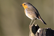 Filename=Roodborst-20150117g12807X1A2539a.jpg
Filesize=708KiB
Dimensions=1280x960
Date added=Jan 17, 2015 Roodborst-20150117g12807X1A2539a.jpg