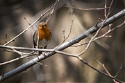Filename=Roodborst-20170428g1280YSXX8370a.jpg
Filesize=548KiB
Dimensions=1280x960
Date added=Apr 28, 2017 Roodborst-20170428g1280YSXX8370a.jpg