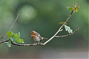 Filename=Roodborst-20170712g1280YSXX9303a~0.jpg
Filesize=516KiB
Dimensions=1280x960
Date added=Oct 05, 2017 Roodborst-20170712g1280YSXX9303a~0.jpg