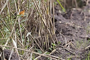 Roodborst-20191020g1280YSXX5823a.jpg