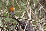 Roodborst-20191020g1280YSXX5825a.jpg