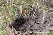 Roodborst-20191020g1280YSXX5827a.jpg