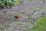 Filename=Roodborst-20201111g12807X1A9316a.jpg
Filesize=794KiB
Dimensions=1280x960
Date added=Nov 30, 2020 Roodborst-20201111g12807X1A9316a.jpg