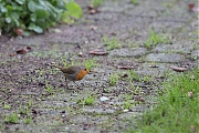 Roodborst-20201111g12807X1A9316a.jpg