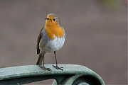 Filename=Roodborst-20201111g12807X1A9317a.jpg
Filesize=545KiB
Dimensions=1280x960
Date added=Nov 30, 2020 Roodborst-20201111g12807X1A9317a.jpg