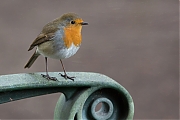 Filename=Roodborst-20201111g12807X1A9320a.jpg
Filesize=554KiB
Dimensions=1280x960
Date added=Nov 30, 2020 Roodborst-20201111g12807X1A9320a.jpg