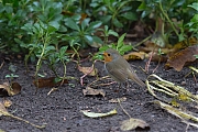 Filename=Roodborst-20201111g12807X1A9343a.jpg
Filesize=764KiB
Dimensions=1280x960
Date added=Nov 30, 2020 Roodborst-20201111g12807X1A9343a.jpg