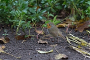 Roodborst-20201111g12807X1A9343a.jpg