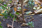 Filename=Roodborst-20201111g12807X1A9348a.jpg
Filesize=660KiB
Dimensions=1280x960
Date added=Nov 30, 2020 Roodborst-20201111g12807X1A9348a.jpg