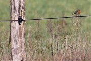 Filename=Roodborst-20220121g14401A1A4990a-De-Vrunten.jpg
Filesize=889KiB
Dimensions=1280x960
Date added=Jan 25, 2022 Roodborst-20220121g14401A1A4990a-De-Vrunten.jpg