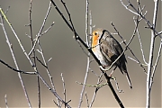 Filename=Roodborst-20220304g14401A1A7938acrfb-Regte-Heide.jpg
Filesize=664KiB
Dimensions=1280x960
Date added=Mar 13, 2022 Roodborst-20220304g14401A1A7938acrfb-Regte-Heide.jpg