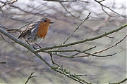 Filename=Roodborst-20220323g14401A1A9797a-Wissenkerke.jpg
Filesize=659KiB
Dimensions=1280x960
Date added=Apr 06, 2022 Roodborst-20220323g14401A1A9797a-Wissenkerke.jpg