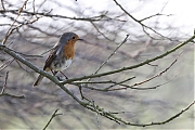 Filename=Roodborst-20220323g14401A1A9806a-Wissenkerke.jpg
Filesize=585KiB
Dimensions=1280x960
Date added=Apr 06, 2022 Roodborst-20220323g14401A1A9806a-Wissenkerke.jpg