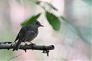 Filename=Roodborst-20220729g14401A1A4407acrfb-Pannenhoef.jpg
Filesize=574KiB
Dimensions=1280x960
Date added=Aug 02, 2022 Roodborst-20220729g14401A1A4407acrfb-Pannenhoef.jpg