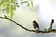 Filename=Roodborst-20220729g14401A1A4421acrfb-Pannenhoef.jpg
Filesize=462KiB
Dimensions=1280x960
Date added=Sep 10, 2022 Roodborst-20220729g14401A1A4421acrfb-Pannenhoef.jpg