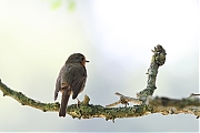Filename=Roodborst-20220729g14401A1A4424acrfb-Pannenhoef.jpg
Filesize=456KiB
Dimensions=1280x960
Date added=Sep 10, 2022 Roodborst-20220729g14401A1A4424acrfb-Pannenhoef.jpg