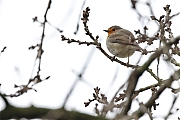 Filename=Roodborst-20230124g14401A1A8557acrfb-Pannenhoef.jpg
Filesize=458KiB
Dimensions=1280x960
Date added=Feb 06, 2023 Roodborst-20230124g14401A1A8557acrfb-Pannenhoef.jpg