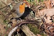 Filename=Roodborst-202302061A1A9040acrfb-Heren-Vrunten.jpg
Filesize=942KiB
Dimensions=1280x960
Date added=Feb 17, 2023 Roodborst-202302061A1A9040acrfb-Heren-Vrunten.jpg