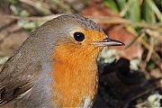 Filename=Roodborst-202302061A1A9040mdcrfb-Heren-Vrunten.jpg
Filesize=888KiB
Dimensions=1280x960
Date added=Feb 17, 2023 Roodborst-202302061A1A9040mdcrfb-Heren-Vrunten.jpg