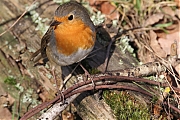 Filename=Roodborst-202302061A1A9054acrfb-Heren-Vrunten.jpg
Filesize=872KiB
Dimensions=1280x960
Date added=Feb 17, 2023 Roodborst-202302061A1A9054acrfb-Heren-Vrunten.jpg