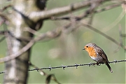 Filename=Roodborst-20230404g14401A1A0056kacrfb.jpg
Filesize=551KiB
Dimensions=1280x960
Date added=Apr 18, 2023 Roodborst-20230404g14401A1A0056kacrfb.jpg
