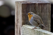 Filename=Roodborst-20231214g14401A1A2627btcrfb-Pannenhoef.jpg
Filesize=681KiB
Dimensions=1280x960
Date added=Mar 08, 2024 Roodborst-20231214g14401A1A2627btcrfb-Pannenhoef.jpg