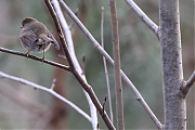 Filename=Roodborst-20240120g14401A1A6141acrfb-Lange-Maten.jpg
Filesize=624KiB
Dimensions=1280x960
Date added=Jan 29, 2024 Roodborst-20240120g14401A1A6141acrfb-Lange-Maten.jpg