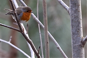 Filename=Roodborst-20240120g14401A1A6157acrfb-Lange-Maten.jpg
Filesize=650KiB
Dimensions=1280x960
Date added=Jan 29, 2024 Roodborst-20240120g14401A1A6157acrfb-Lange-Maten.jpg