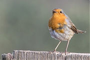 Filename=Roodborst-20240122g14401A1A6189acrfb-Topaz-Kievitsmoeren.jpg
Filesize=781KiB
Dimensions=1280x960
Date added=Mar 08, 2024 Roodborst-20240122g14401A1A6189acrfb-Topaz-Kievitsmoeren.jpg
