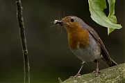 Filename=Roodborst-20240614g14401A1A0393atcrfb-Tuin.jpg
Filesize=640KiB
Dimensions=1280x960
Date added=Jun 30, 2024 Roodborst-20240614g14401A1A0393atcrfb-Tuin.jpg