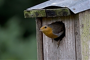 Filename=Roodborst-20240614g14401A1A0410atcrfb-Tuin.jpg
Filesize=734KiB
Dimensions=1280x960
Date added=Jun 30, 2024 Roodborst-20240614g14401A1A0410atcrfb-Tuin.jpg
