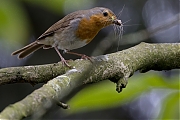 Filename=Roodborst-20240614g14401A1A0426btcrfb-Tuin.jpg
Filesize=686KiB
Dimensions=1280x960
Date added=Jun 30, 2024 Roodborst-20240614g14401A1A0426btcrfb-Tuin.jpg