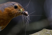 Filename=Roodborst-20240614g14401A1A0426dtcrfb-Tuin.jpg
Filesize=787KiB
Dimensions=1280x960
Date added=Jun 30, 2024 Roodborst-20240614g14401A1A0426dtcrfb-Tuin.jpg