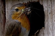 Filename=Roodborst-20240614g14401A1A0478atcrfb-Tuin.jpg
Filesize=812KiB
Dimensions=1280x960
Date added=Jun 30, 2024 Roodborst-20240614g14401A1A0478atcrfb-Tuin.jpg