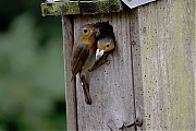 Filename=Roodborst-20240614g14401A1A0482atcrfb-Tuin.jpg
Filesize=794KiB
Dimensions=1280x960
Date added=Jun 30, 2024 Roodborst-20240614g14401A1A0482atcrfb-Tuin.jpg