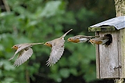 Filename=Roodborst-20240614g14401A1A0515tenm19atcrfb-Tuin.jpg
Filesize=573KiB
Dimensions=1280x960
Date added=Jun 30, 2024 Roodborst-20240614g14401A1A0515tenm19atcrfb-Tuin.jpg