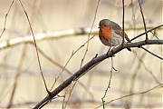 Roodborst-20250317g14401A1A3733atcrfb-Mastbos.jpg