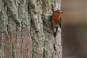 Roodborst-20250517g14401A1A8238atcrfb-Pannenhoef.jpg