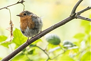Roodborst-20250804g14401A1A1818acrfb-Pannenhoef.jpg