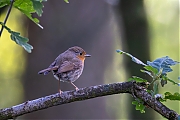 Roodborst-20260611g14401A1A4421avcrfb-Padvindersven-Pannenhoef.jpg