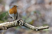 Roodborst_20240406g14401A1A2182acrfb_Oude_Buisse_Heide.JPG